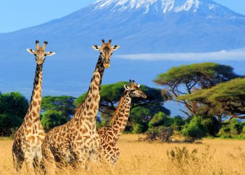 Giraffe genitalije među stotinama dijelova tijela koje uvoze lovci na trofej