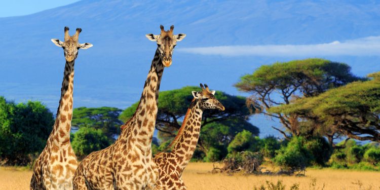 Giraffe genitalije među stotinama dijelova tijela koje uvoze lovci na trofej