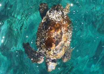 Glavata želva Ivana s Lastova putuje na oporavak u Mali Lošinj