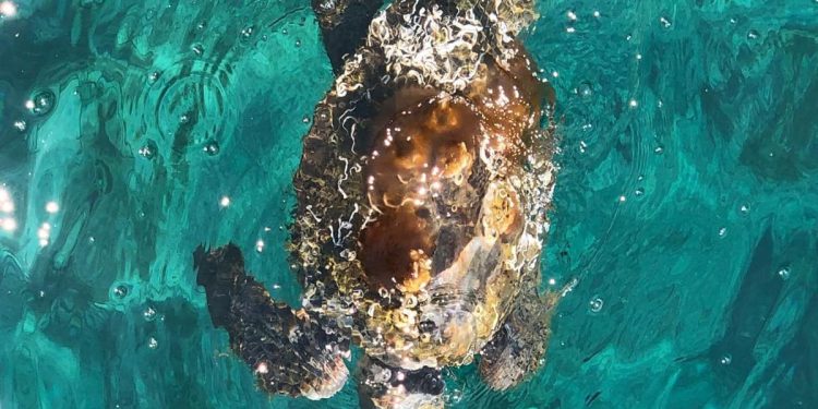 Glavata želva Ivana s Lastova putuje na oporavak u Mali Lošinj