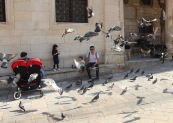 Golubovi se snalaze: Ptičice otkrile hladniji kutak u srcu Grada (VIDEO)