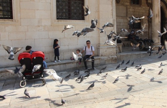 Golubovi se snalaze: Ptičice otkrile hladniji kutak u srcu Grada (VIDEO)