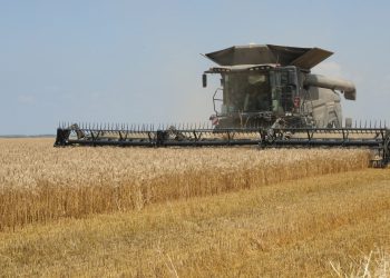 HPK: U Hrvatskoj bi ove godine moglo biti požeto oko milijun tona pšenice, ratare brine otkupna cijena