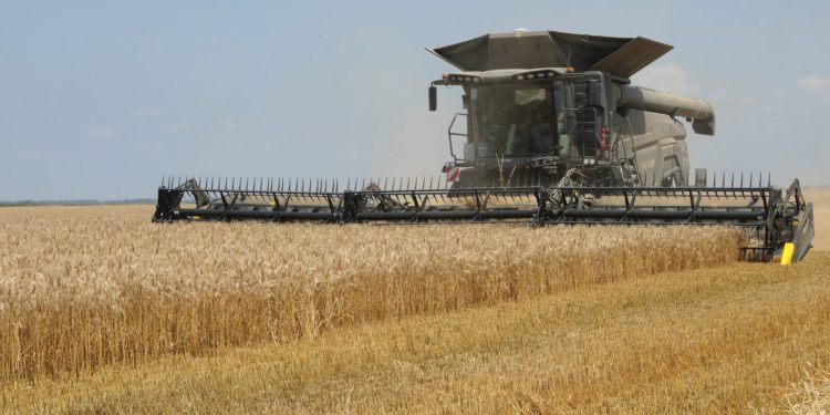 HPK: U Hrvatskoj bi ove godine moglo biti požeto oko milijun tona pšenice, ratare brine otkupna cijena