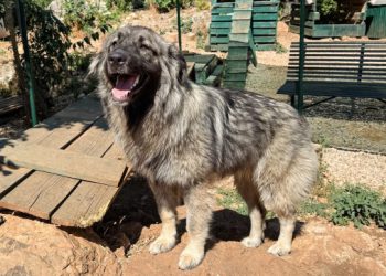 Hator traži dom: Iako ima samo godinu dana, već je osjetila što znači biti sama i gladna, a sad joj treba netko velikog srca