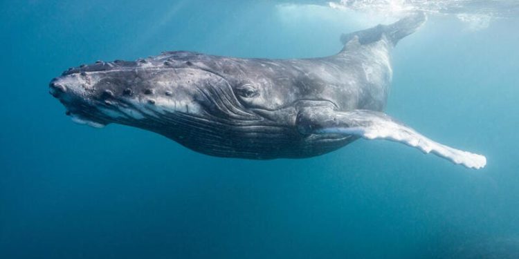 Hrvatskla ratificirala Sporazum o svjetskim morima. Greenpeace: “Pozdravljamo odluku!”