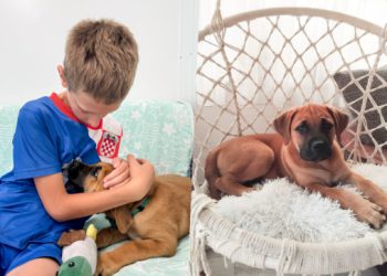 Iz kartonske kutije u dom pun ljubavi: Maleni Lux je udomljen, a šest njegovih braće i sestara još uvijek čeka