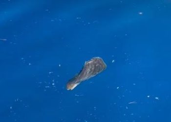 Iznimno rijetka riba snimljena na Pelješcu