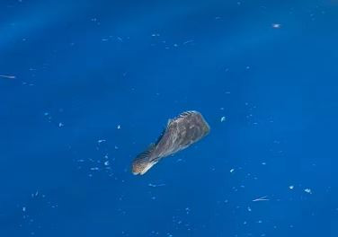 Iznimno rijetka riba snimljena na Pelješcu