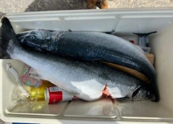 JEDNO JUTRO, DVA OD 4 KILE Uspješan ulov u Podvelebitskom kanalu