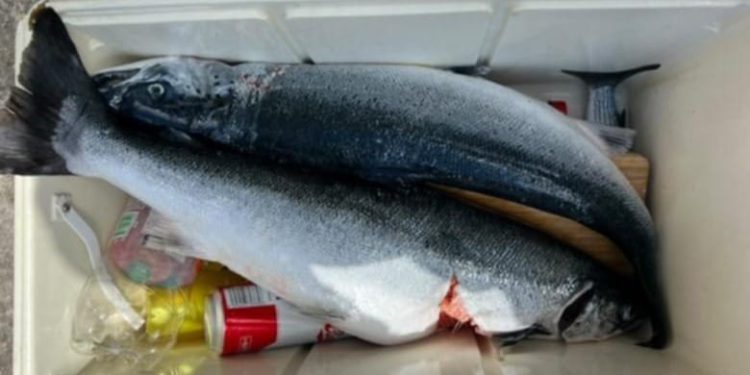 JEDNO JUTRO, DVA OD 4 KILE Uspješan ulov u Podvelebitskom kanalu