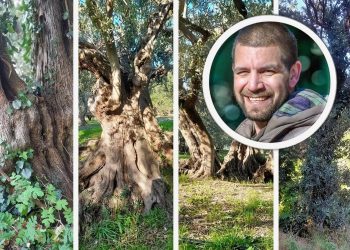 JESTE LI ZNALI? Na istoku Splita rastu masline još iz rimskog doba. Dokazi su jasni, a krajobrazni stručnjak otkriva: “Nalaze se u dobrim rukama svojih vlasnika”