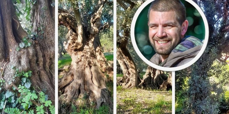 JESTE LI ZNALI? Na istoku Splita rastu masline još iz rimskog doba. Dokazi su jasni, a krajobrazni stručnjak otkriva: “Nalaze se u dobrim rukama svojih vlasnika”