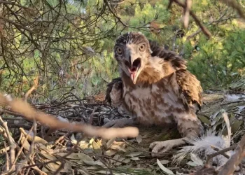 Jedinstvena vrsta ptice zabilježena u Parku prirode