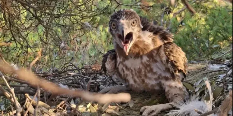 Jedinstvena vrsta ptice zabilježena u Parku prirode