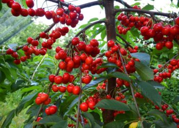 Kako znati ima li u trešnjama crva? Postoji nekoliko trikova