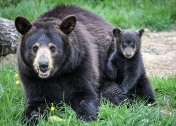 Kalifornijska kuća napuštena očajnom žrtvom ponovljenih provala preuzela je medvjedi, kaže policija