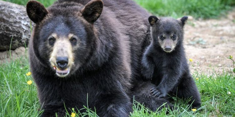Kalifornijska kuća napuštena očajnom žrtvom ponovljenih provala preuzela je medvjedi, kaže policija
