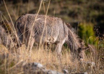 Kaštelanska drama dobila sretan kraj! Pogledajte tko je spasio magarca koji je na vrućini bio zavezan: Oglasila se poznata Splićanka, poslala je jasnu poruku