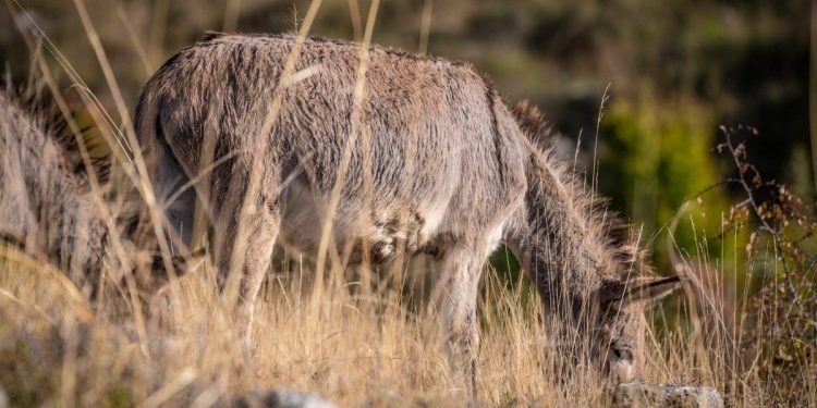 Kaštelanska drama dobila sretan kraj! Pogledajte tko je spasio magarca koji je na vrućini bio zavezan: Oglasila se poznata Splićanka, poslala je jasnu poruku