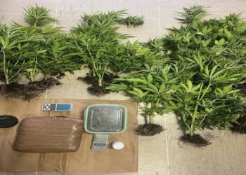 Kilogrami marihuane i desetine stabljika cannabisa u obiteljskoj kući u Smokvici, uhićen 31-godišnjak