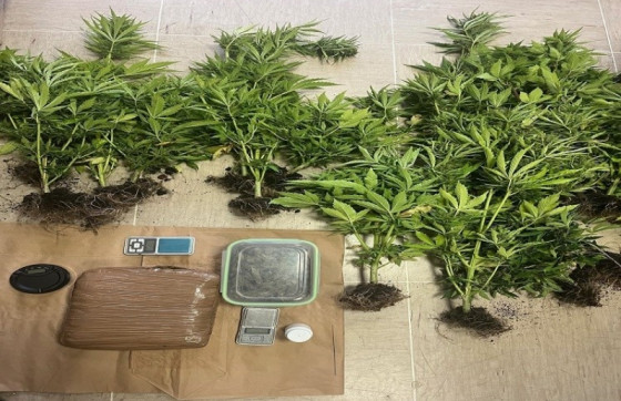 Kilogrami marihuane i desetine stabljika cannabisa u obiteljskoj kući u Smokvici, uhićen 31-godišnjak