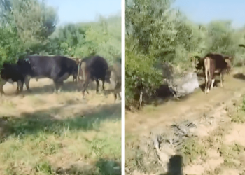 Krave sa Svilaje došle do Drniša i rade probleme: “Sve su mi uništile, polomile stabla”