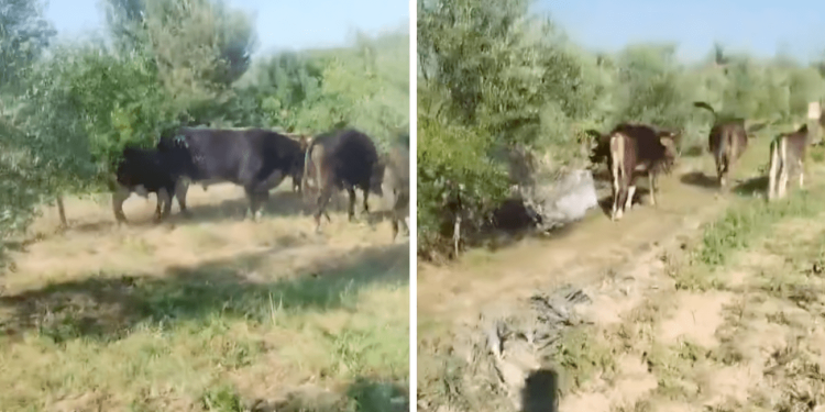 Krave sa Svilaje došle do Drniša i rade probleme: “Sve su mi uništile, polomile stabla”