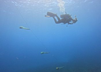 LASTOVO Postavljeni kolektori na 7 lokacija gdje su nekad bila bogata staništa plemenite periske: "Velika im je prijetnja nasipavanje obale!"