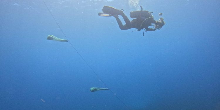 LASTOVO Postavljeni kolektori na 7 lokacija gdje su nekad bila bogata staništa plemenite periske: "Velika im je prijetnja nasipavanje obale!"