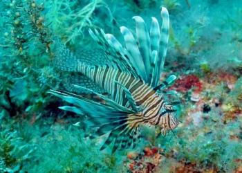 MAPA ŠIRENJA Vatrenjača je od 2024. godine postala stalni stanovnik Jadranskog mora