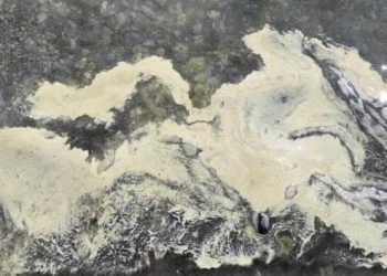 MORE JE ŽUTO?! Nije zagađenje – to je pelud i priča važnu priču!