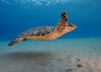 MORSKI JUNACI Svjetski je dan morskih kornjača