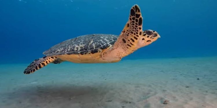 MORSKI JUNACI Svjetski je dan morskih kornjača