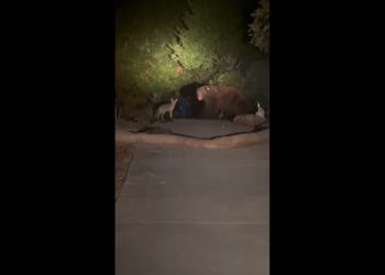 Medvjed je pjevao sprijateljio se s kojotom u Kaliforniji | Vijesti