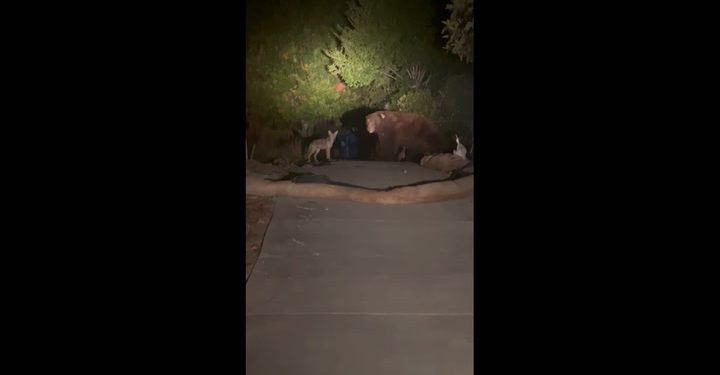 Medvjed je pjevao sprijateljio se s kojotom u Kaliforniji | Vijesti