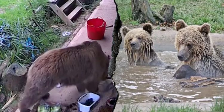 Mladi medvjedi bježe kućište parka divljih životinja, krenite ravno prema grickalicama