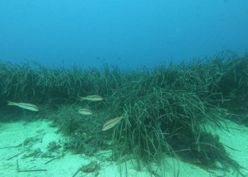 Morske cvjetnice jedna su od najvažniji crta obrane obalnih zajednica: “Ne štititmo ih dovoljno!”