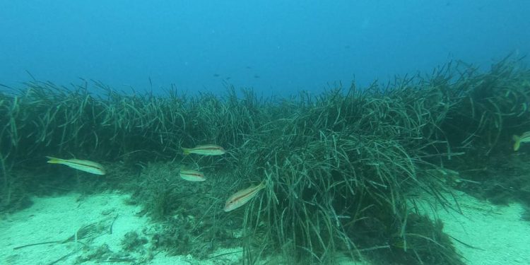 Morske cvjetnice jedna su od najvažniji crta obrane obalnih zajednica: “Ne štititmo ih dovoljno!”