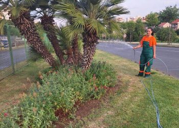 NEŠTO NOVO U SPLITU Studenti će preko ljeta zalijevati stabla
