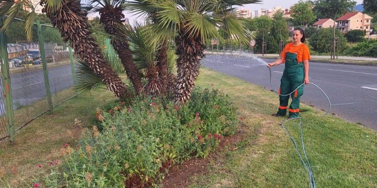 NEŠTO NOVO U SPLITU Studenti će preko ljeta zalijevati stabla