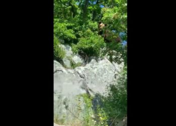 Na području Podveležja primijećen medvjed, upozorenje za planinare i izletnike