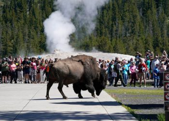 Nacionalni park Yellowstone Bison Gores New Jersey Man After Group ‘Objažala joj se previše’