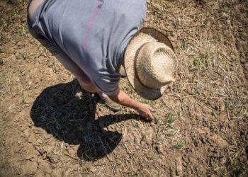 Najgora suša u godinama: Prijetnja nestašice domaćih proizvoda