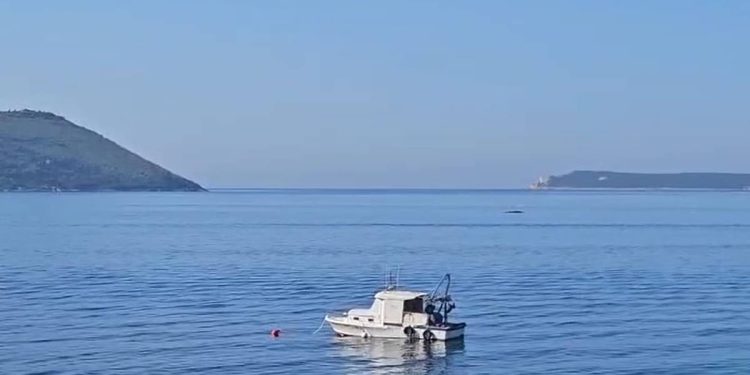 Nakon velike bijele psine u Jadranu snimljen i kit