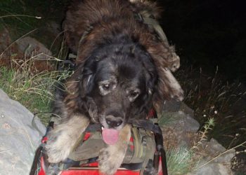 Neobični planinar na nosilima: HGSS-ovci spasili iznemoglog psa