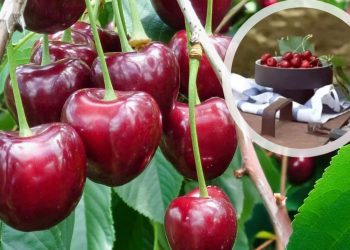Nestaju li trešnje iz Dalmacije? Cijena od 10 eura šokira i otkriva pravu istinu!