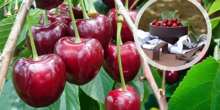 Nestaju li trešnje iz Dalmacije? Cijena od 10 eura šokira i otkriva pravu istinu!
