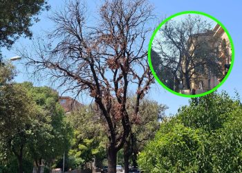 Nova pošast na splitskim zelenim površinama. Ova stabla se masovno suše. Kontaktirali smo stručnjaka: “Proširilo se s Hvara i Brača”