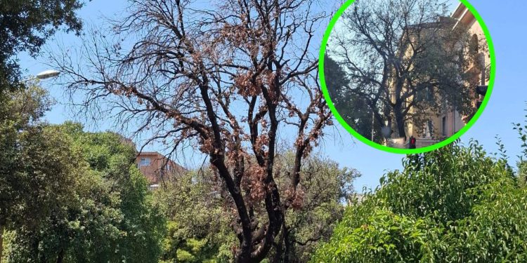 Nova pošast na splitskim zelenim površinama. Ova stabla se masovno suše. Kontaktirali smo stručnjaka: “Proširilo se s Hvara i Brača”